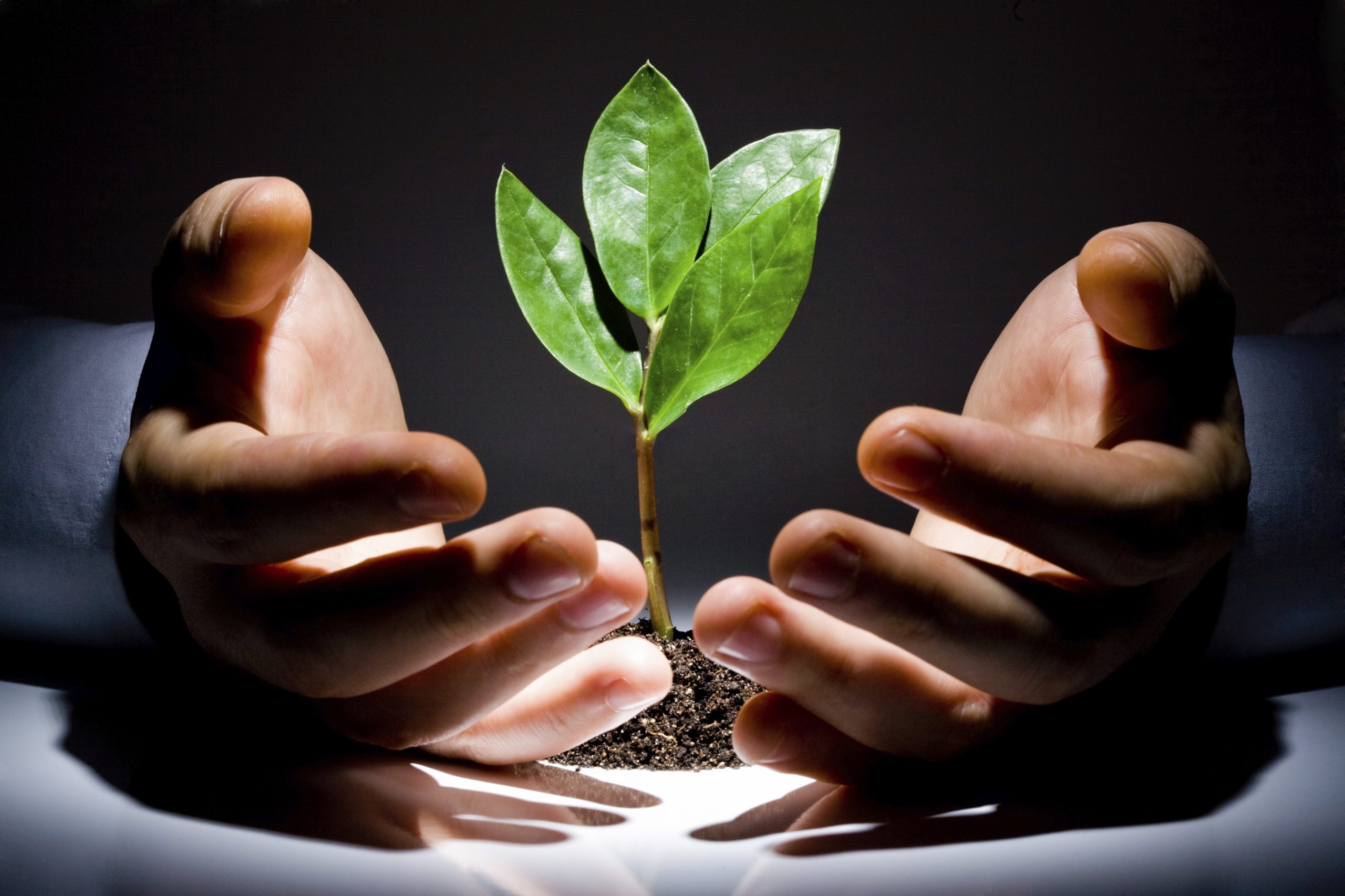 Protect your savings - photo of hands protecting a small plant