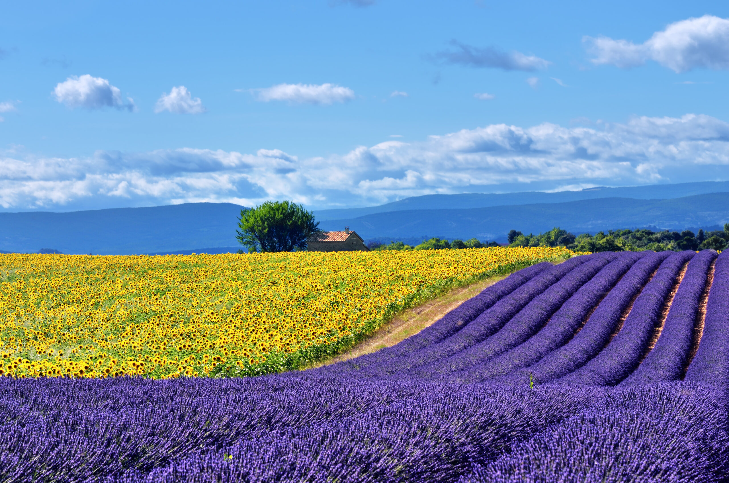 French succession law